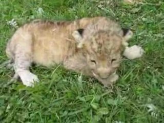 BEBE LION DE 5 JOURS