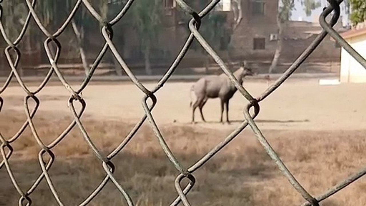 Nile cow