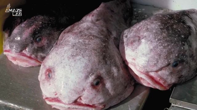 Once Called the “World’s Ugliest Animal,” This Fish Has Just Been Named Fish of the Year