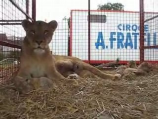 LA LIONNE ET SES BEBES