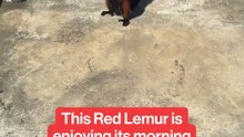 Red Ruffed Lemur sunbathes in the morning.