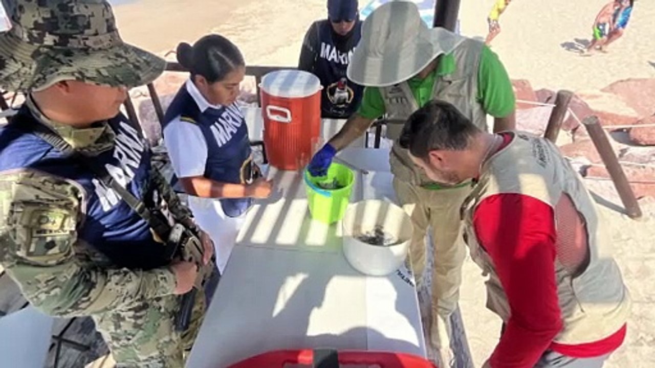 Marina salva 62 tortugas marinas en Playa Flamingos | CPS Noticias Puerto Vallarta