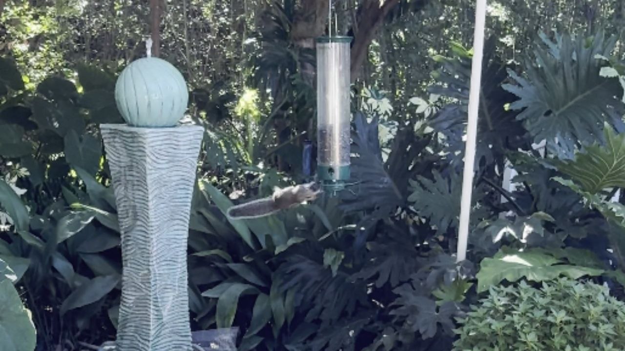 Squirrel spins around bird feeder like a ninja trying to steal bird seeds
