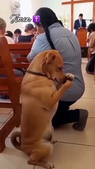 _viral _instagood _viralvideos Cute dog 🐶