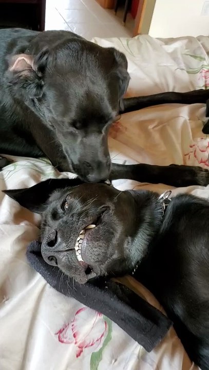 Dogs morning grooming session
