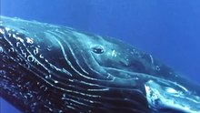 The Great Whales -Originally aired in 1978-National Geographic Society
