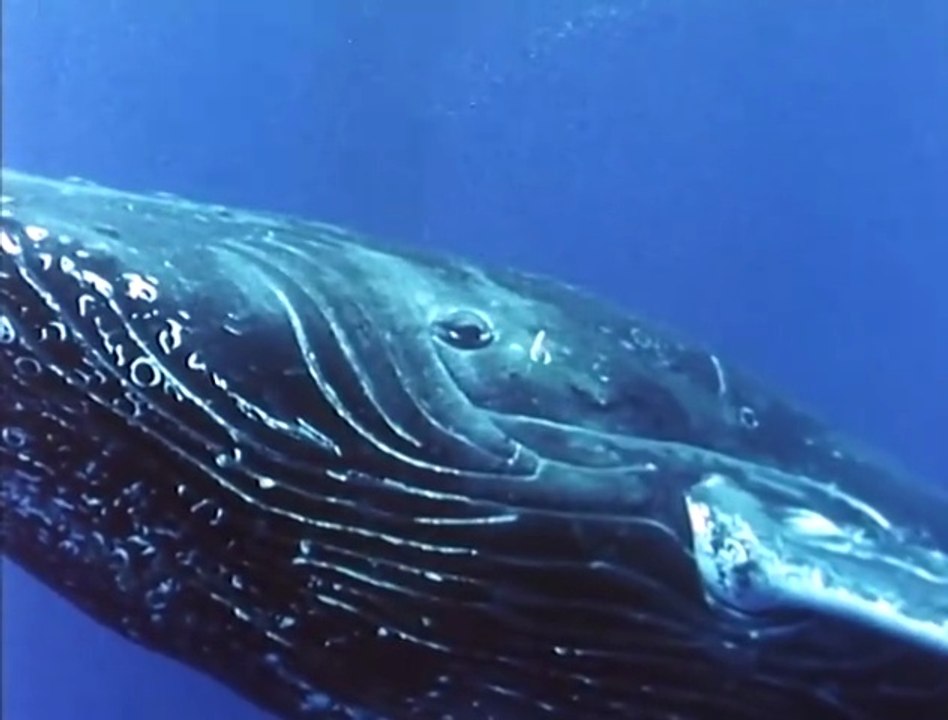 The Great Whales -Originally aired in 1978-National Geographic Society