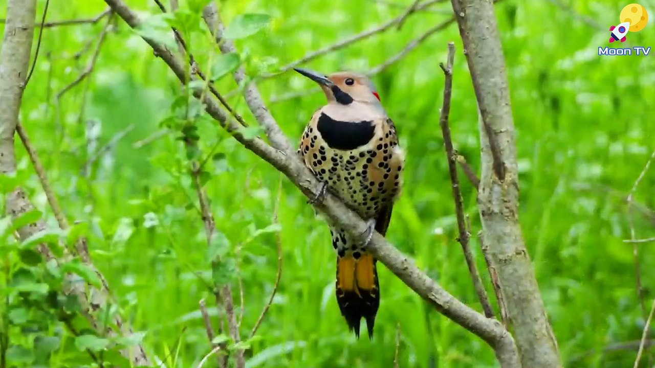 Zen Meditation Music For Relaxation And Sleep - Soothing Sounds For Deep Relaxation