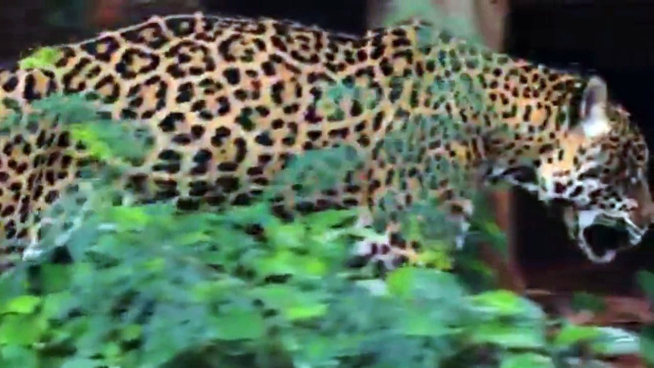 WILDLIFE OF AMAZON