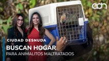 Gobierno de CDMX realiza operativo sacar perros y gatos del refugio Franciscano I Ciudad Desnuda