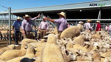First cross ewe sale at Forbes