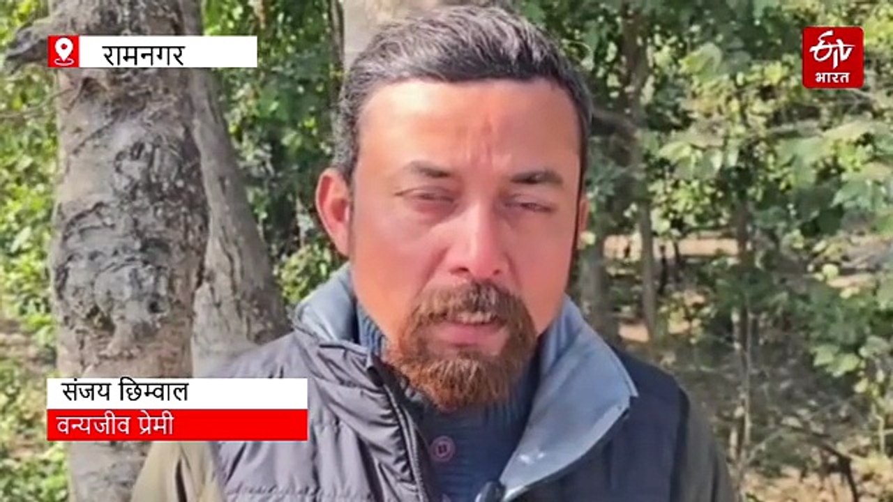 कॉर्बेट के ढिकाला जोन में शिकार की मुद्रा में दिखी बाघिन, कैमरे में कैद हुआ रोमांचक नजारा
