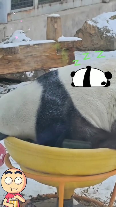 FunnyAnimals