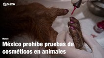 México prohíbe pruebas de cosméticos en animales | Pulzo