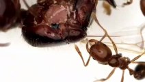 Vidéo fourmi - insert Sirius