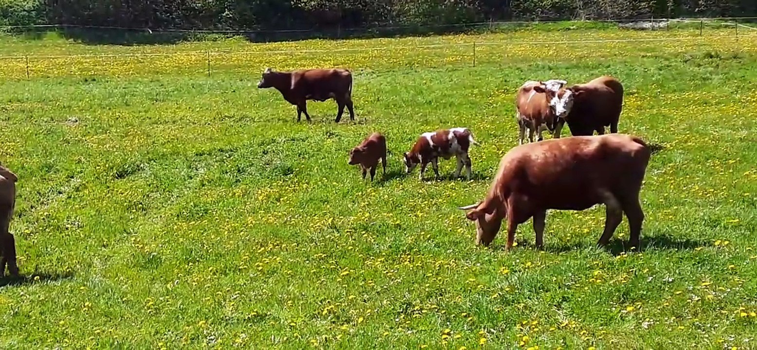 Erzgebirge rinder (2025) hammerunterwiesenthal