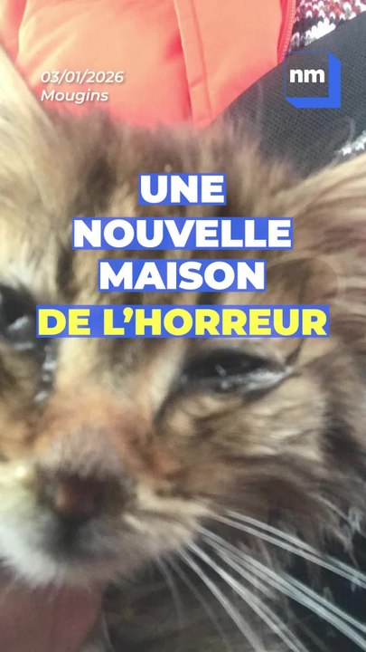 Des dizaines d'animaux sauvés dans cette nouvelle maison de l'horreur sur la Côte d'Azur...