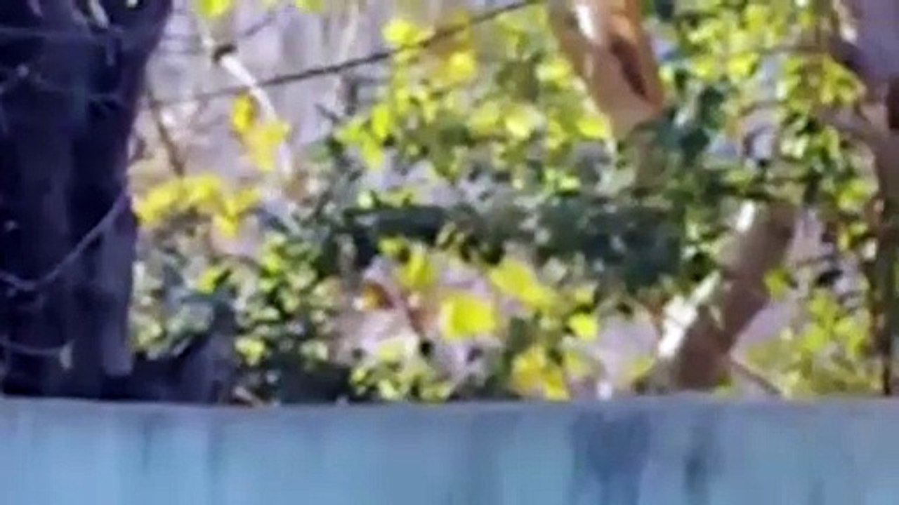 مسلسل ورود و ذنوب الحلقة 13 مترجمة