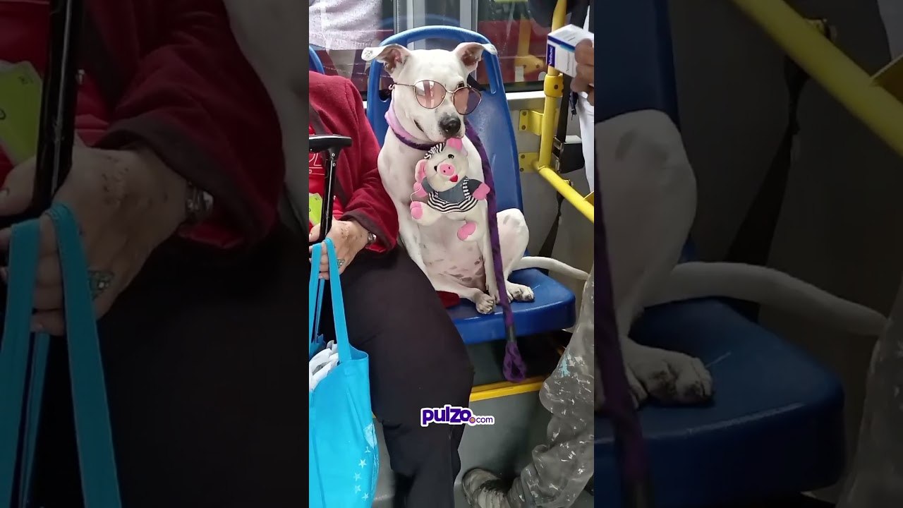 #perro causa ternura en #transmilenio pero encendió la polémica | Pulzo