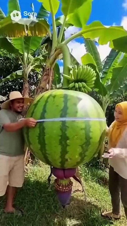 big watermelon entertainment content video