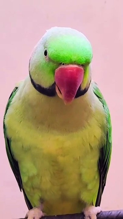 Parrot Talking l Talking Parrot l Parrot sound #parrot #parrots #parrottalking