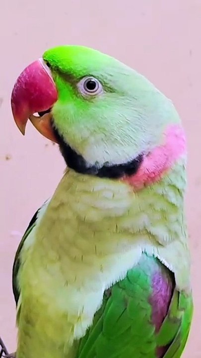 Parrot Talking l Talking Parrot l Parrot sound #parrot #parrots #parrottalking