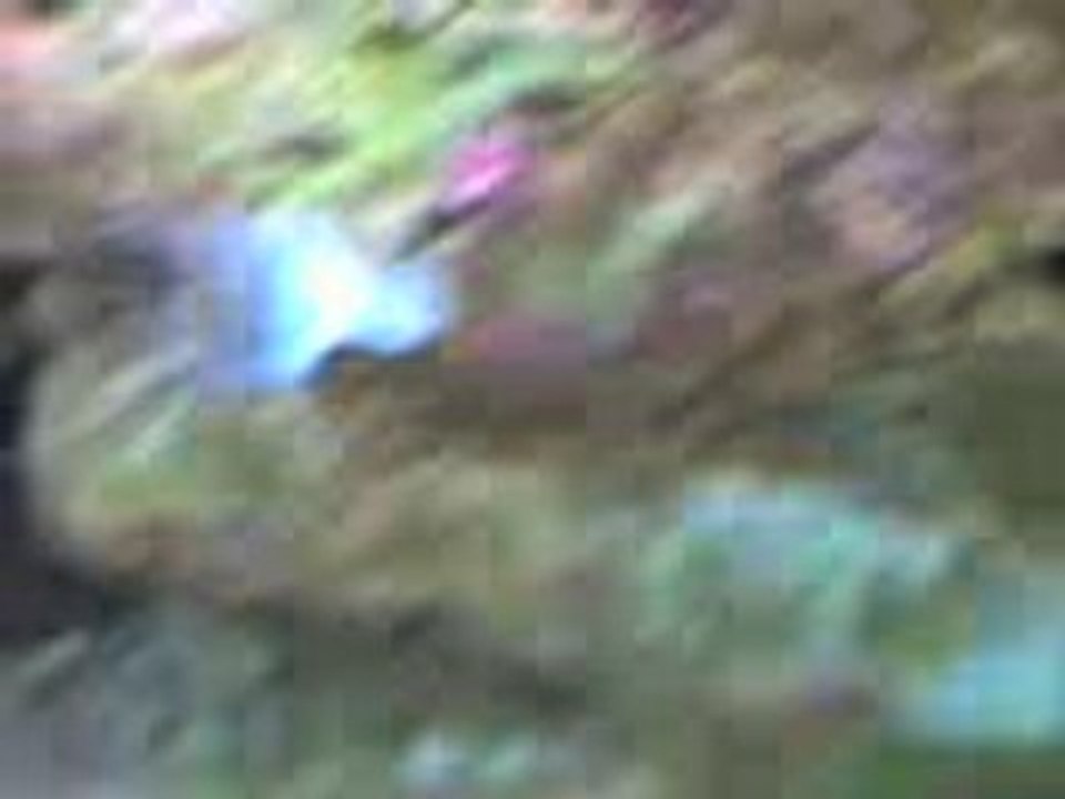 Poissons