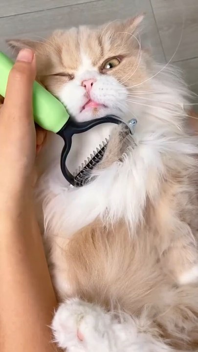 Stop wasting money on lint rollers 🚫This stainless steel pet comb pulls out hidden fur fastReusable • Durable • Effective👉 Shop now