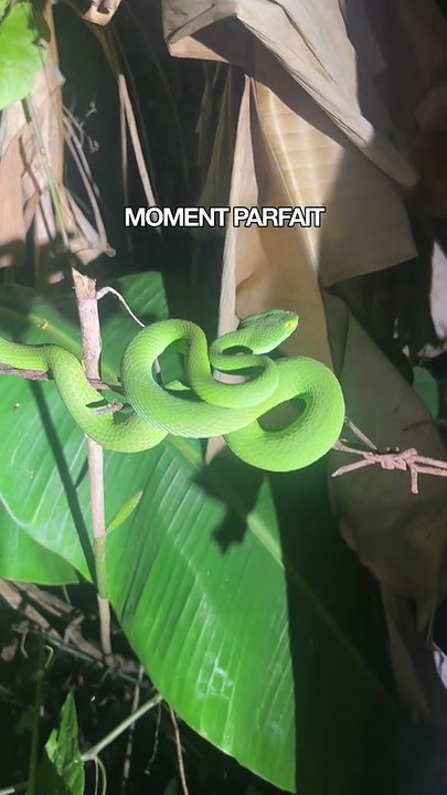 Expérience de fou ! Le python de 2m j’étais vraiment pas prêt 😁
