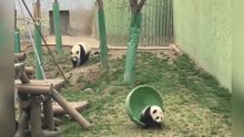 Hilarious Panda Hide and Seek Fail!