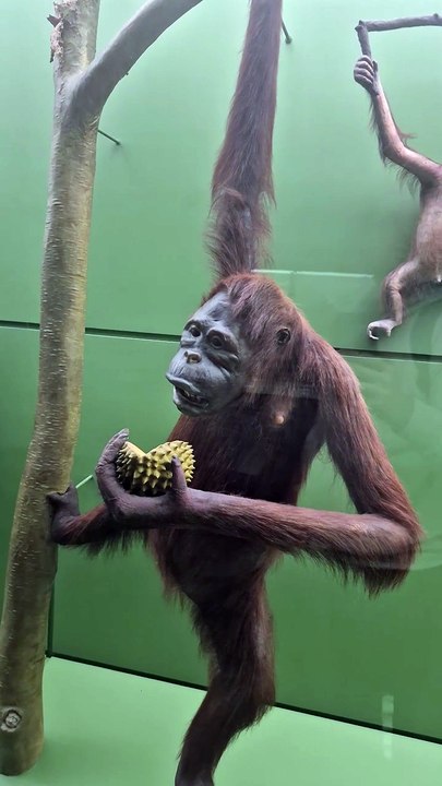 Le musée d'histoire naturelle à New York ! EP.1 #USA #NewYork #NYC