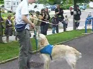 Présentation de Handi Chien