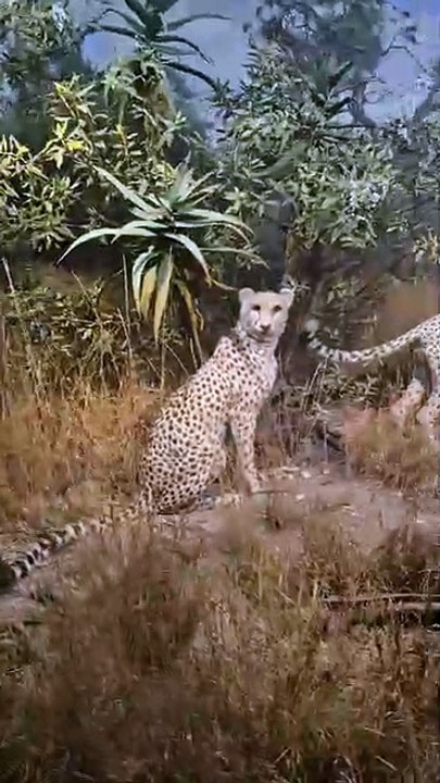 Le musée d'histoire naturelle à New York ! EP.3 #USA #NewYork #NYC