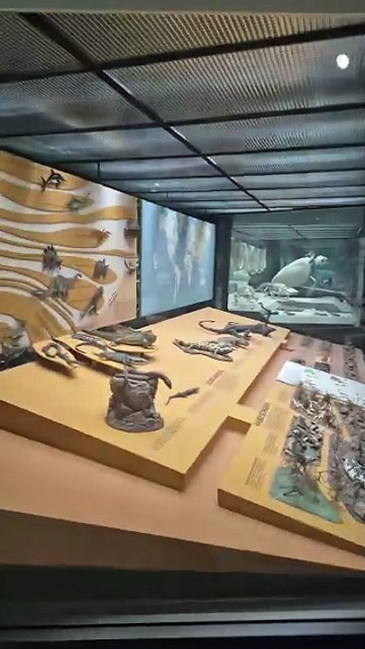 Le musée d'histoire naturelle à New York ! EP.4 #USA #NewYork #NYC