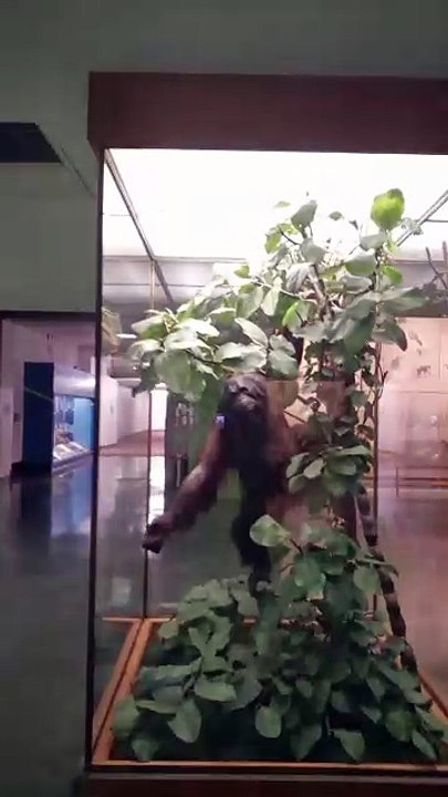 Le musée d'histoire naturelle à New York ! EP.10 #USA #NewYork #NYC