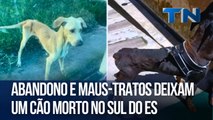 Abandono e maus-tratos deixam um cão morto no Sul do ES
