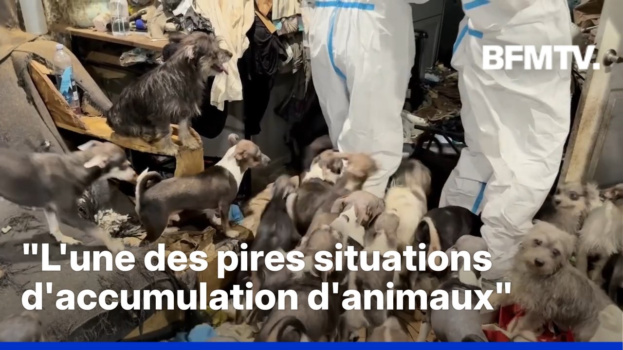 États-Unis: 40 chiens et chiots retrouvés dans...