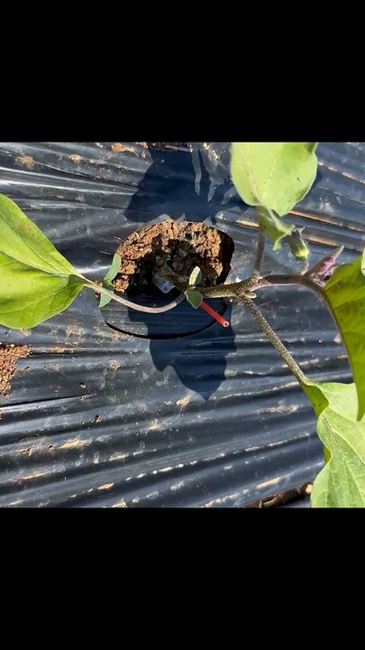 Open field eggplant cultivation and black mulch.