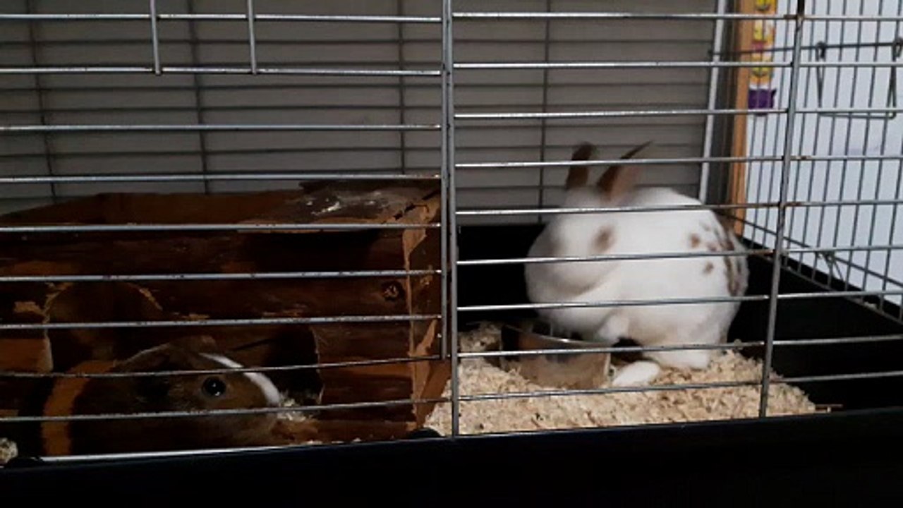 big when food bowl VID-20201001-WA0041