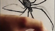 How to draw a spider, realistic spider drawing and shading