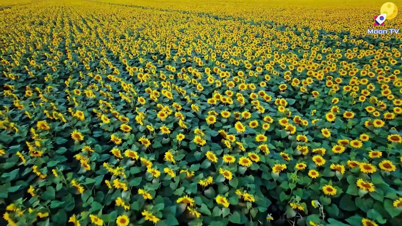 Mindfulness Meditation Music - Relaxing Background Music For Mindful Meditation