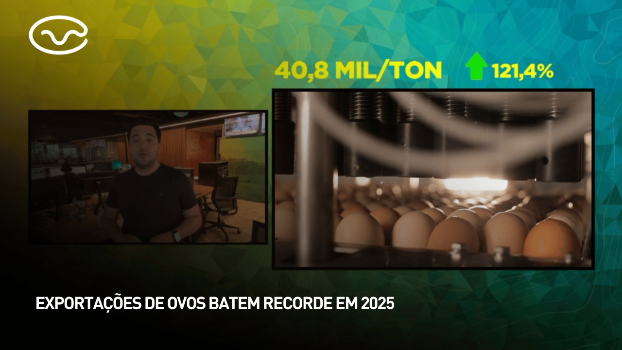 Exportações de ovos batem recorde em 2025