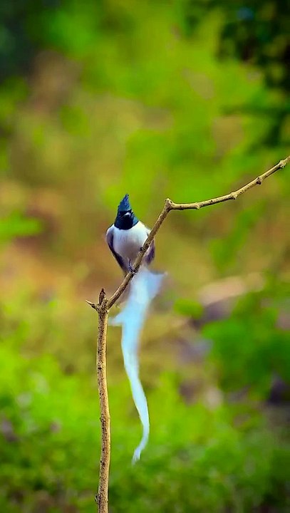 Bird name comment 👍