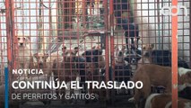 Continúa el traslado de perritos y gatitos del refugio Franciscano