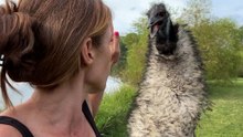 Clingy Emu Crosses A Pond Just To Be Closer To Her Dad