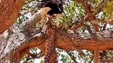 Martial Eagle – Raja Langit Afrika.   Sosok megah yang menguasai udara, dengan cakar tajam dan penglihatan luar biasa.