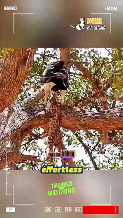 Martial Eagle – Raja Langit Afrika.   Sosok megah yang menguasai udara, dengan cakar tajam dan penglihatan luar biasa.