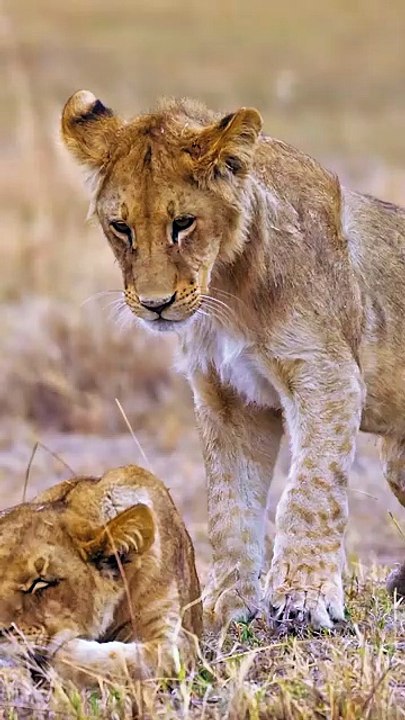 Lion Cubs Playtime_ Sneaky Sibling Wakes Up Napping Brother _ Big Cat Family Fun.