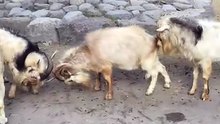 Male Goats Fighting for Dominance