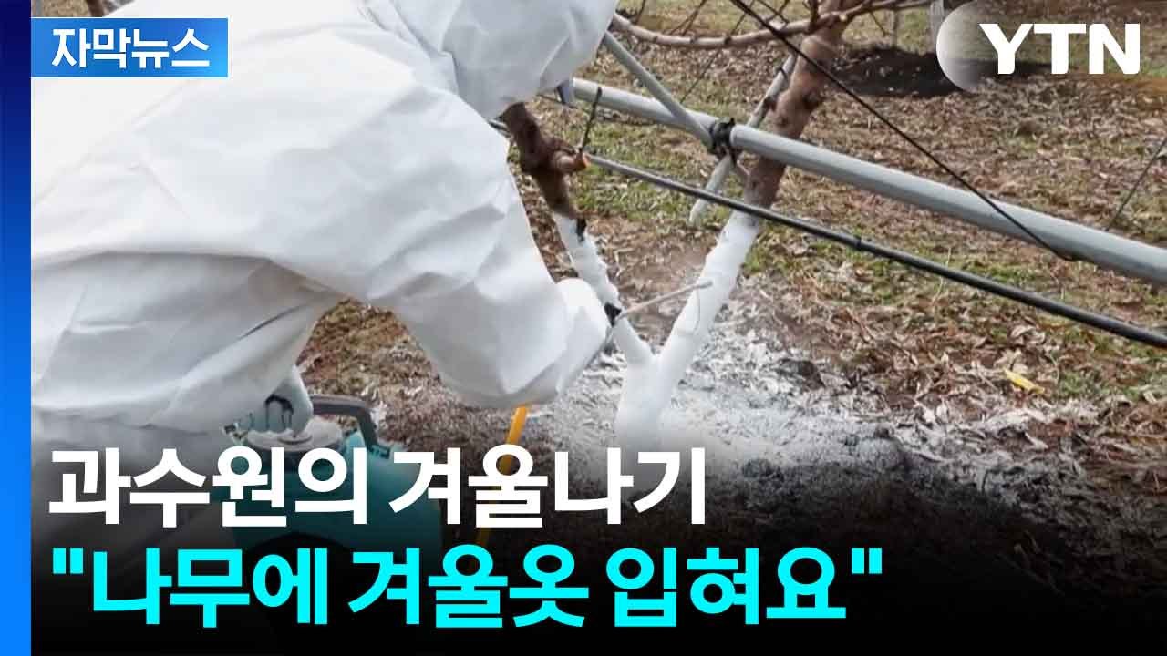 [자막뉴스] 추위 걱정 없어...과일나무 전용 페인트 개발 / YTN
